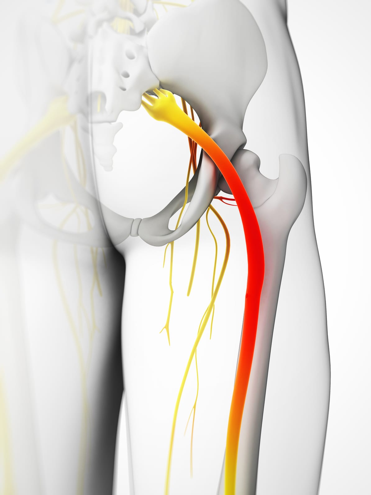 What You Need To Know: Anatomy of the Sciatic Nerve | Spine Center of