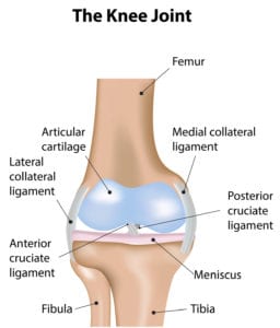 Knee Anatomy Spine Center of Texas