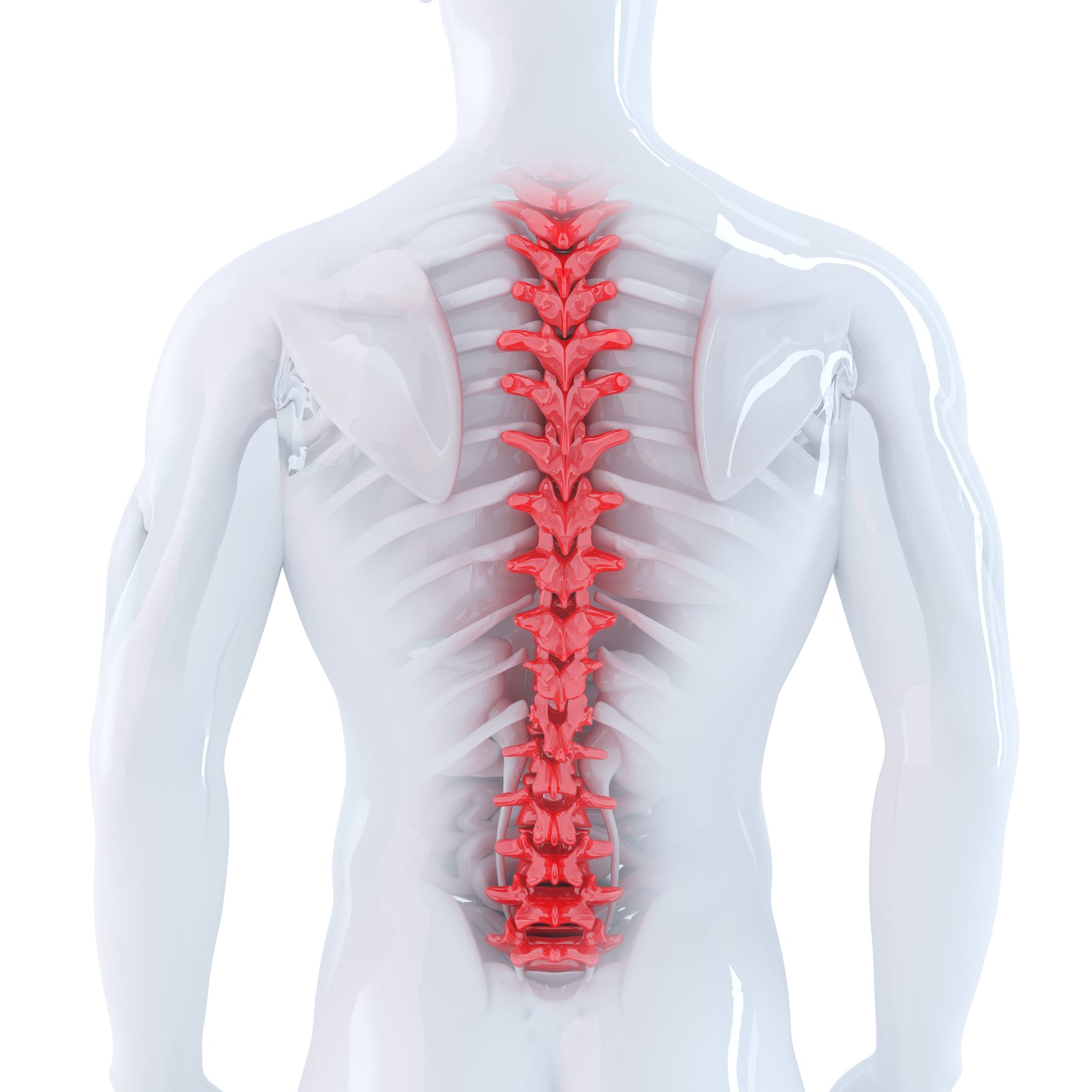 The Thoracic Spine Anatomy Function And Common Injuries Spine